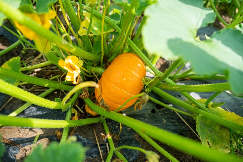 Miejska Farma Wrocławia